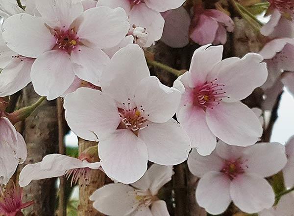 Prunus Yedoensis, Yoshino Cherry Blossom, buy trees online UK delivery