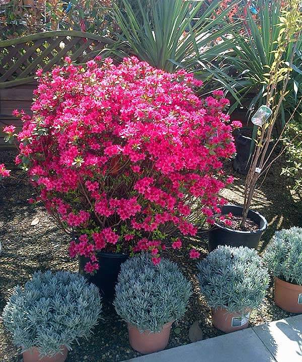 Azalea Japonica