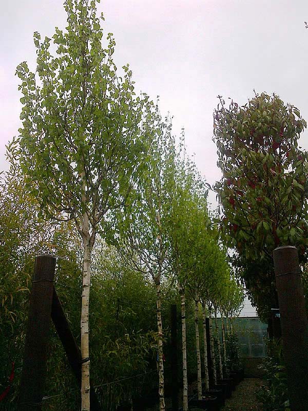 Betula Utilis Jaquemontii