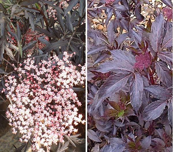 Sambucus Nigra Black Lace