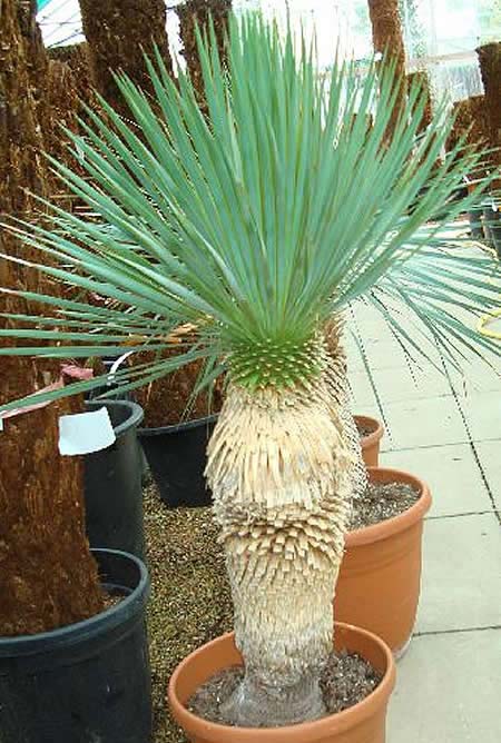 Yucca Rostrata Online