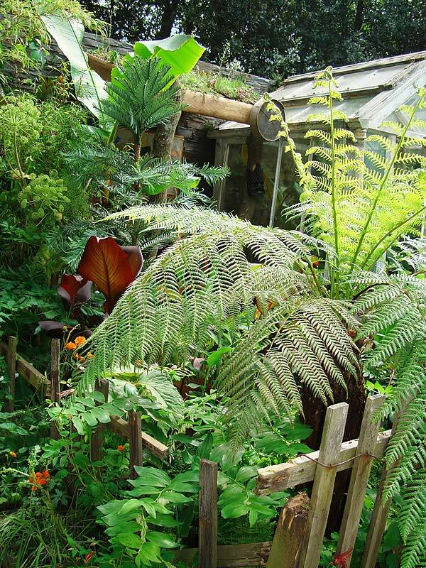 Tree Ferns Wollemi Pine