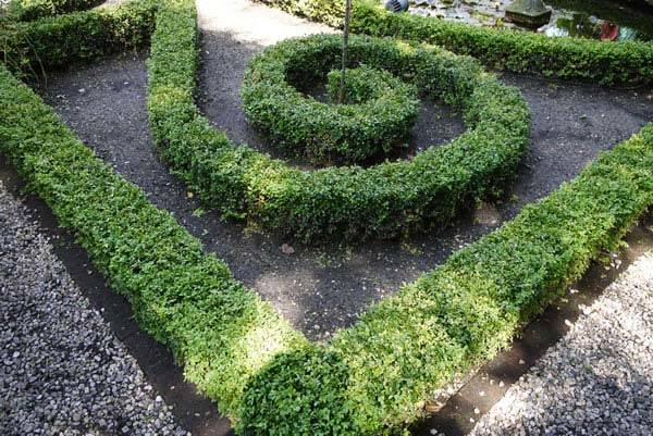 Formal gardens using box hedges