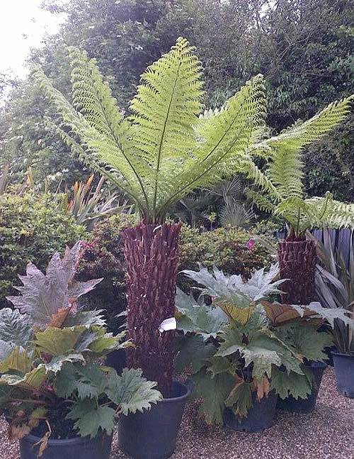 Hardy Tree Ferns Online