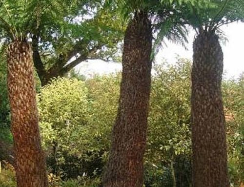 The spectacular Tasmanian Tree Fern – Dicksonia Antarctica