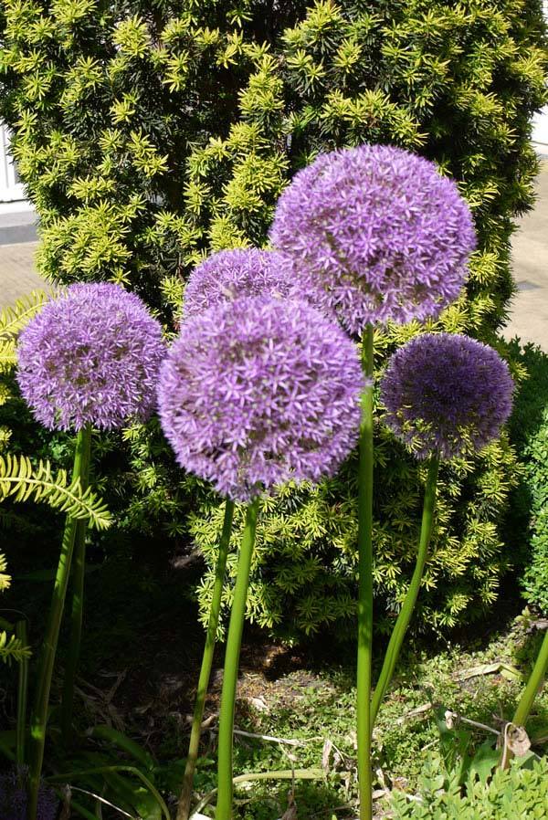 Architectural planting