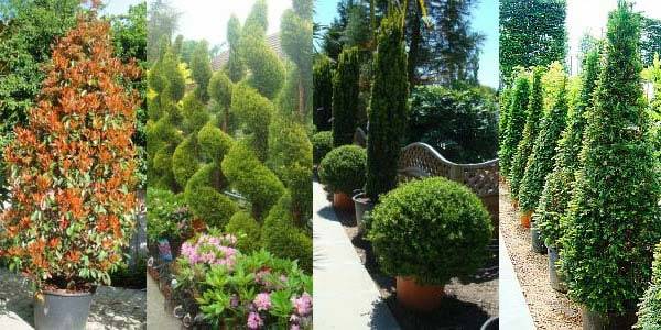 Topiary Trees to buy online