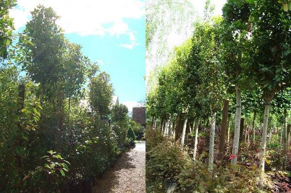 Raised Hedging - Full Standard Bay Tree and Full Standard Photinias