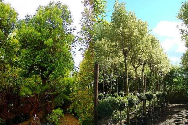 Examples of Trees for Raised Hedging - Ligustrum Japonica Full Standard