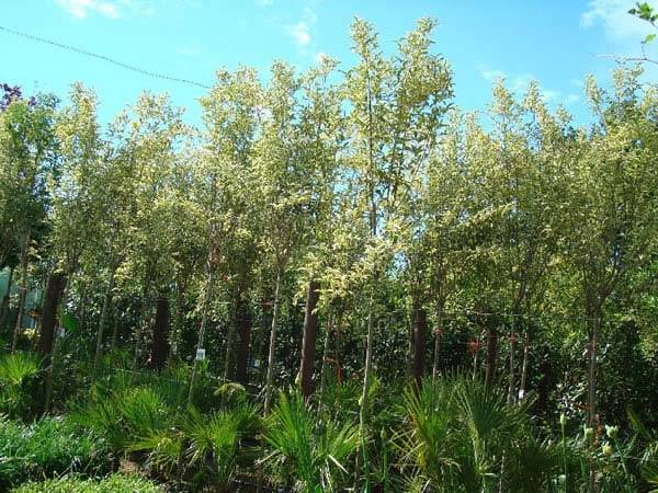 Ligustrum Variegated Full Standard Trees buy online, London 