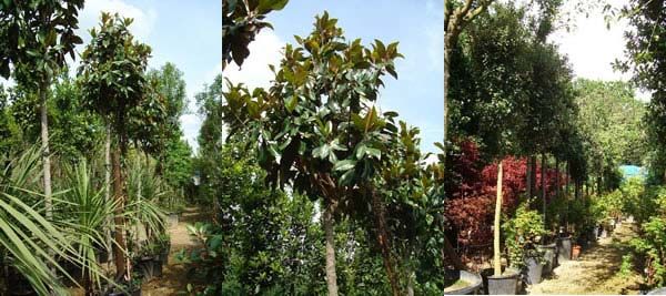 Full Standard Magnolias and Full Standard Quercus, perfect for raised hedging