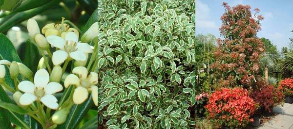 Hedging Plants to buy online - London garden centre