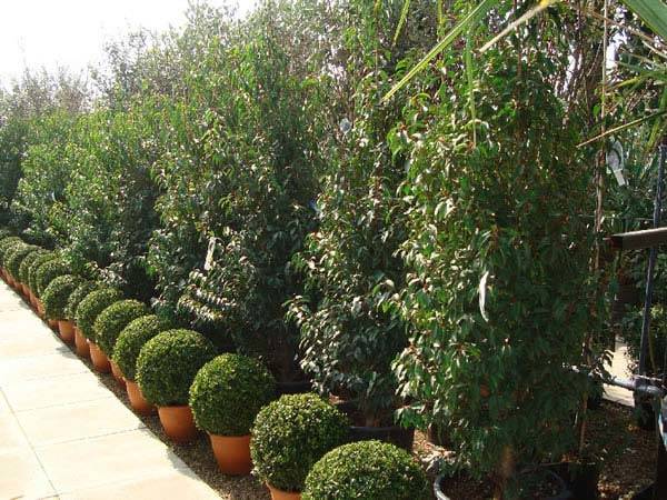Prunus Lusitanica Angustifolia | Buxus for sale online - London
