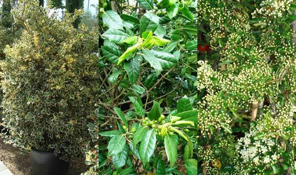 Spiny hedging plants to buy online - London garden centre