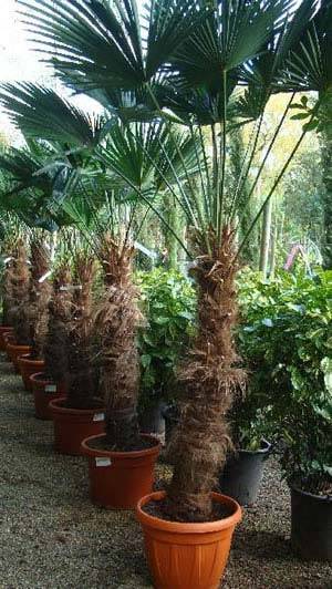 trachycarpus wagnerianus to buy online