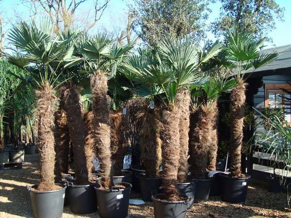 Trachycarpus Wagnerianus or waggy buy online at Paramount Plants