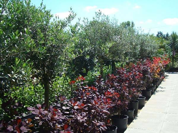 Cotinus Grace and Cotinus Royal Purple buy online