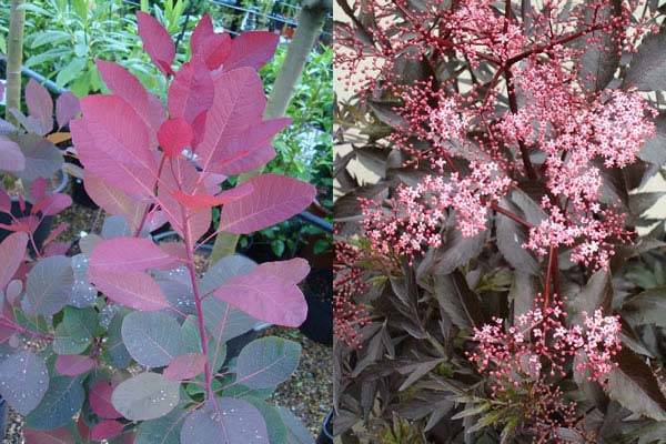 Cotinus Grace and Sambuca