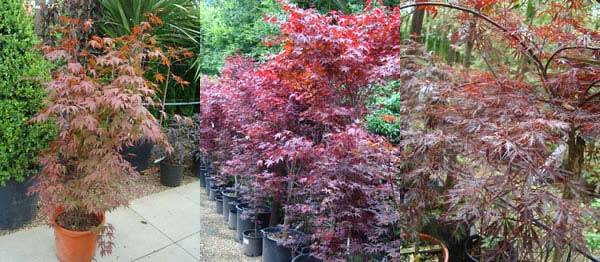 Japanese Acers to buy online