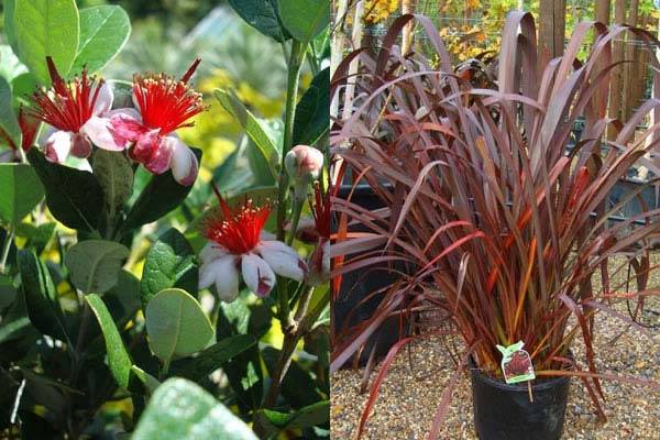 Feijoa and phormiums