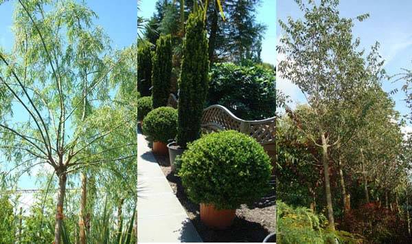 Buxus special offer Special offers on trees, plants and shrubs from London garden centre Paramount Plants