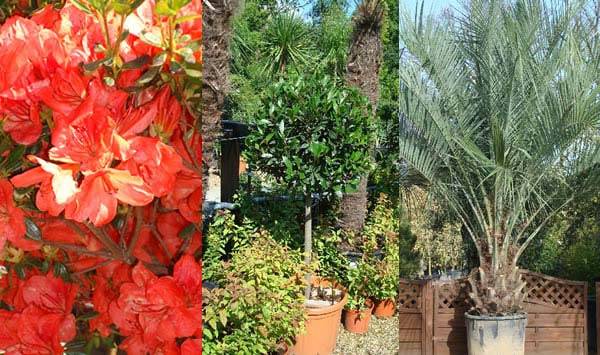 Special Offer Plants Special offer plants - Paramount Plants in Crews Hill, London
