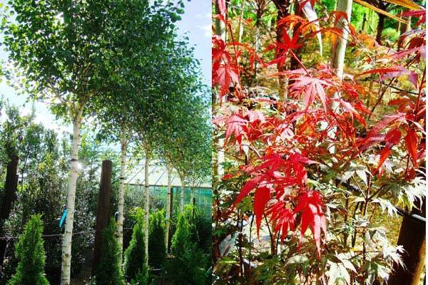 Betula Jacqumontii Large and Acer Palmatums to buy online at Paramount Plants