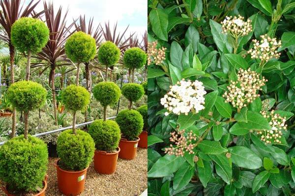 Cupressus Goldcrest Topiary Balls and Viburnum Tinus to buy online