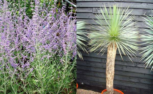 Perovskia Blue Spire and Yucca Rostrata to buy online, London garden centre