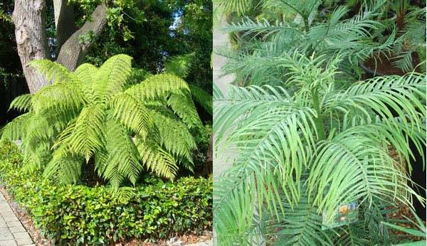 Tree Ferns and Wollemi Pine Trees buy online London garden centre