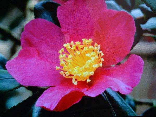 Camellia Sasanqua Kanjiro to buy online, London Uk