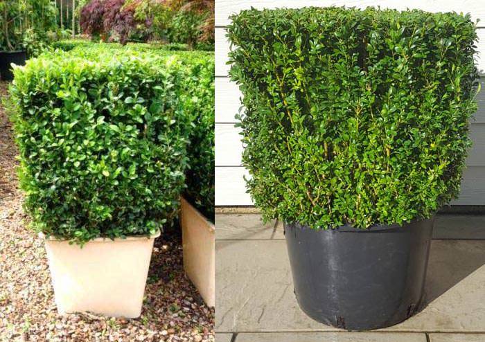 Your entryway can be significantly enhanced with box topiary in containers.