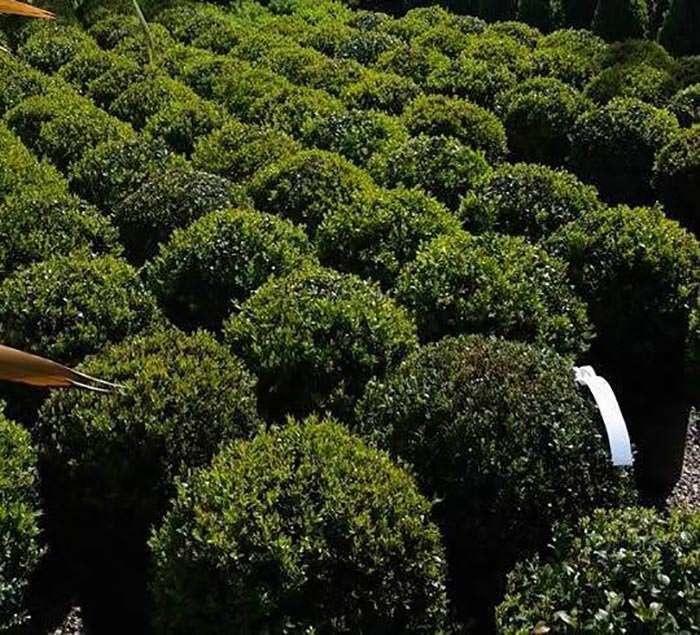 Box topiary globes are a versatile evergreen addition to the garden.