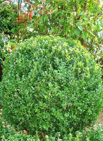 Buxus Globes Topiary Buxus Globes Topiary, buy online UK garden centre