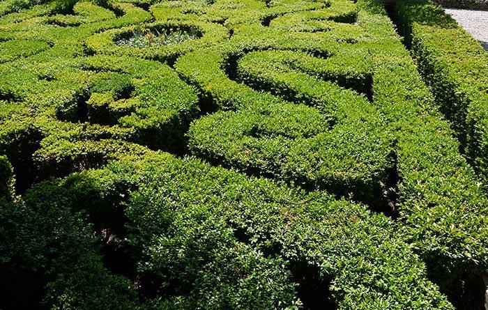 Buxus is a favourite choice for formal gardens.