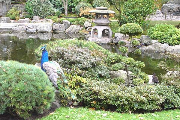 Japanese Cloud Tree and Peacock