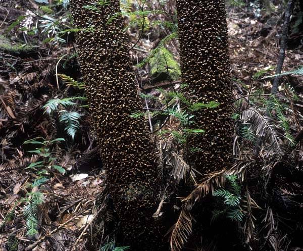 Bubbly Wollemi Pine Bark