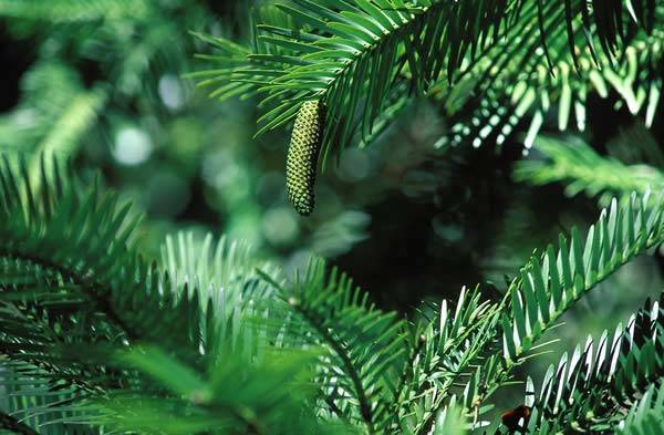 Male cone of a Wollemi Pine Tree