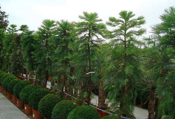 Wollemi Pine Trees - Buy Online, London garden centre