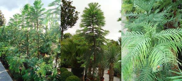 Wollemi Pine Trees - aka The Dinosaur Tree to buy online