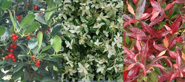 Colourful winter shrubs to buy online - UK garden centre