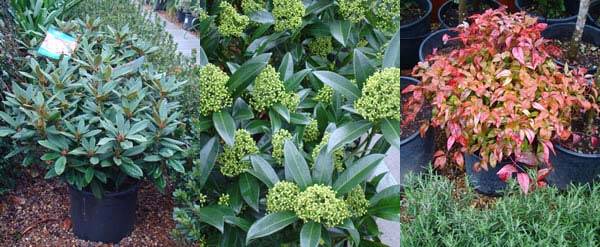 Winter flowering shrubs and plants to buy online