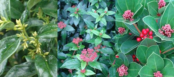 Winter flowering shrubs and shrubs with berries - Uk garden centre