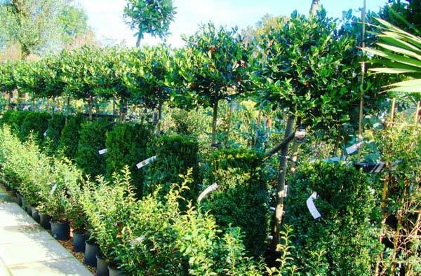Topiary Holly Trees to buy online - London garden centre