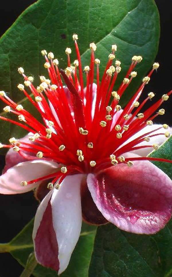 Feijoa Sellowiana Pineapple Guava Shrub