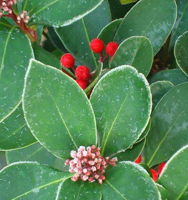 Skimmia Japonica Obsession