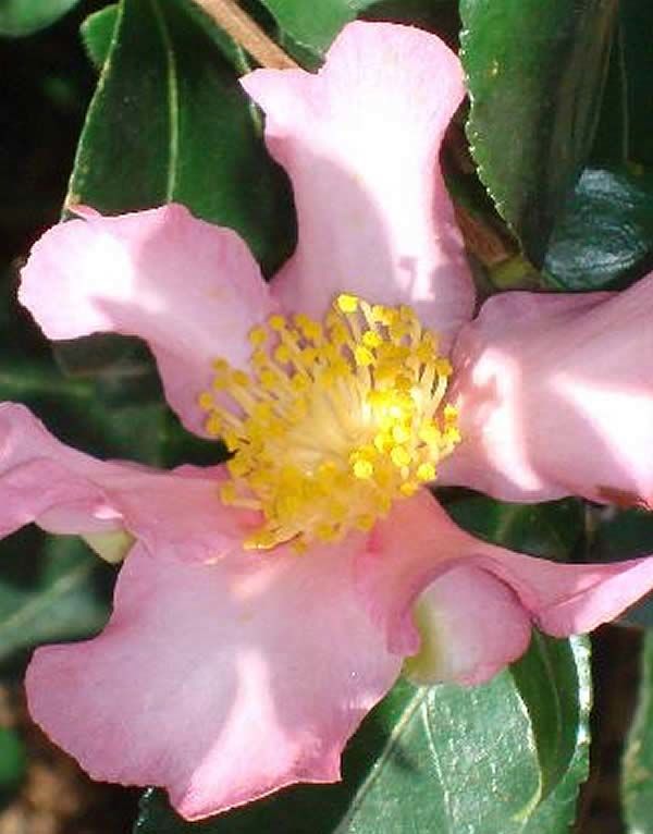 Camellia Sasanqua