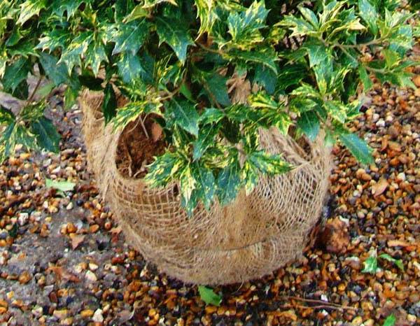 Osmanthus Tricolour detail of Root Ball Plant