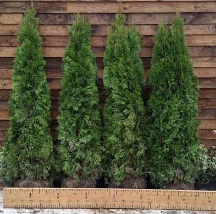 Fancy an instant hedge? Buy 10x Thuja Occidentalis Smaragd Root Ball Hedging plants for special price