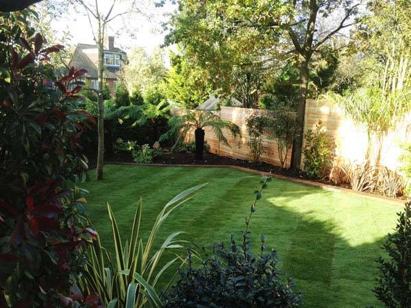 Tree Fern Bed as a Focal Point